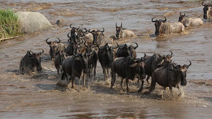 Kenya wildlife safari